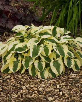 Kuunlilja Brim Cup 3 kpl