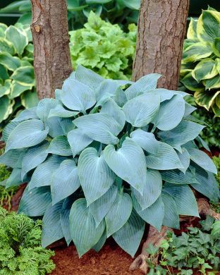 Kuunlilja Canadian Blue 5 kpl