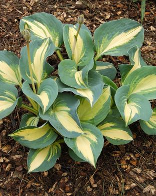 Kuunlilja Dream Queen 3 kpl