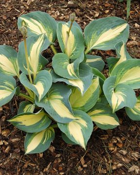 Kuunlilja Dream Queen 3 kpl