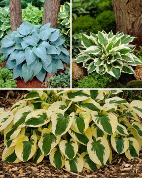 Kuunlilja mix 13 kpl