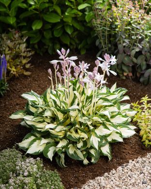 Kuunlilja Paul Revere 3 kpl