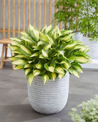 Kuunlilja Tongue of Flame 3 kpl