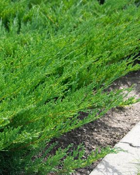 Laakakataja Andorra Compact