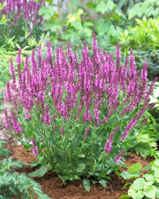 Lehtosalvia Synchro Pink 6 kpl