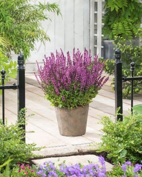 Kesähaaveita-perennapenkki 30 kpl