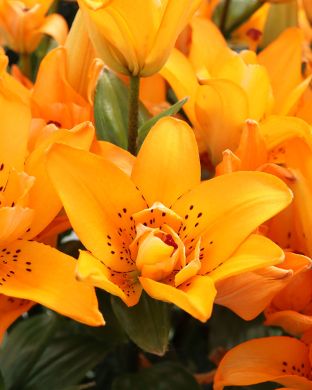 Kerrattu värililja Double Princess 5 kpl