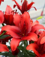 Värililja Rapid Red 10 kpl
