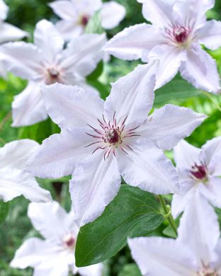 Loistokärhö Snow Queen 