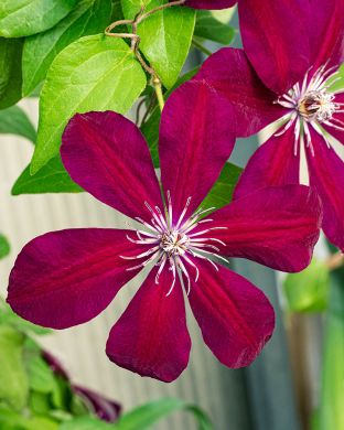 Loistokärhö Westerplatte