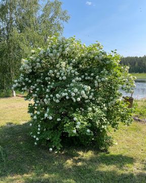 Lumipalloheisi Pohjan Neito