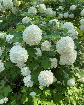 Lumipalloheisi Pohjan Neito