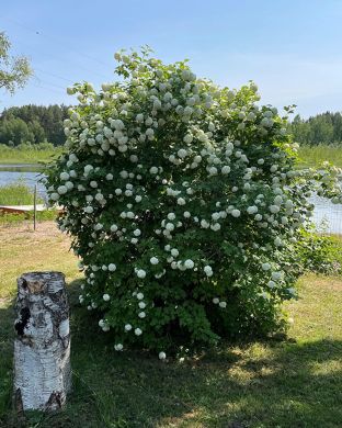 Lumipalloheisi Pohjan Neito