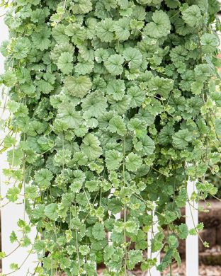 Kirjomaahumala 3 kpl