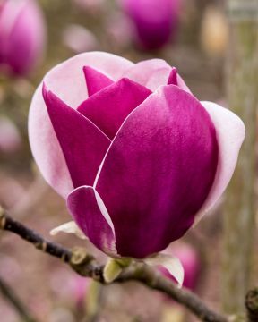 Loistomagnolia Cameo