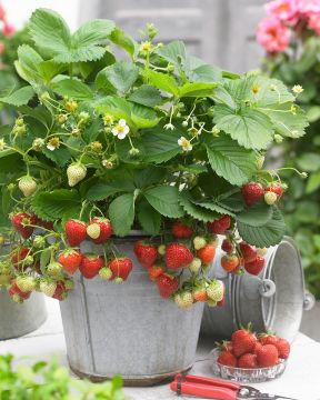 Mansikka-amppeli Mara de Bois