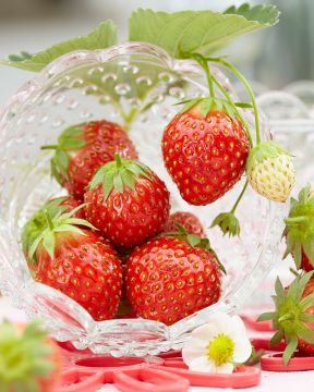 Mansikka Kaunotar 6 kpl