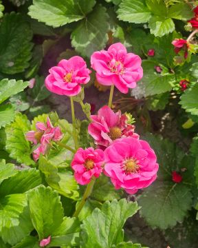 Mansikka Summer Breeze Cherry 5 kpl