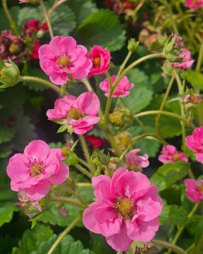 Mansikka Summer Breeze Cherry 5 kpl