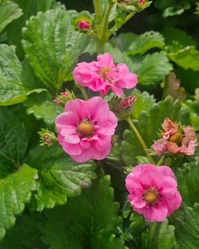 Mansikka Summer Breeze Cherry 5 kpl