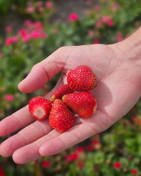 Mansikka Summer Breeze Cherry 5 kpl