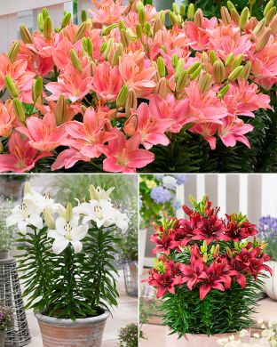 Matalat liljat mix 30 kpl