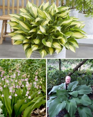 Metsäperenna mix 11 kpl