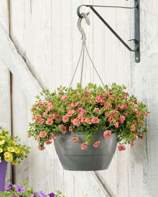 Kerrattu miljoonakello Double Apricote 3 kpl