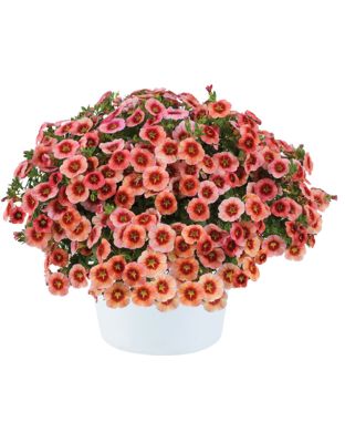 Miljoonakello Eyeconic Peach