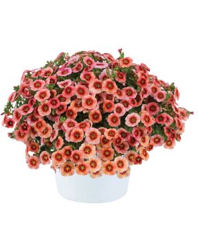 Miljoonakello Eyeconic Peach