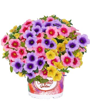 Miljoonakello Hawaiian Summerstar 2026