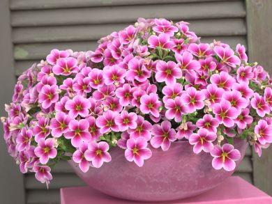 Miljoonakello Rave Pink Barbados