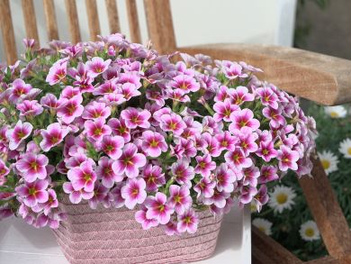 Miljoonakello Rave Pink Barbados