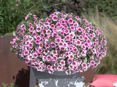 Miljoonakello Rave Pink Barbados