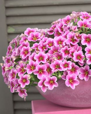 Miljoonakello Rave Pink Barbados