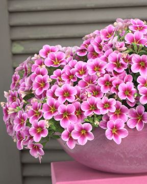 Miljoonakello Rave Pink Barbados