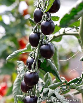 Miniluumutomaatti Mirado Black 3 kpl