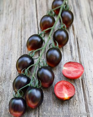 Miniluumutomaatti Mirado Black 3 kpl