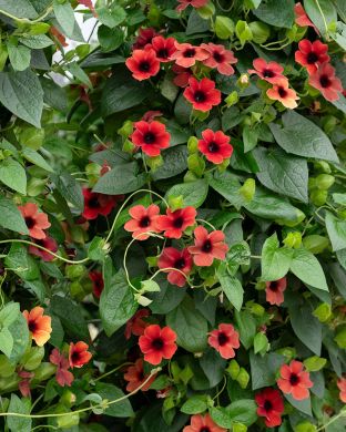 Mustasilmäsusanna Cherry