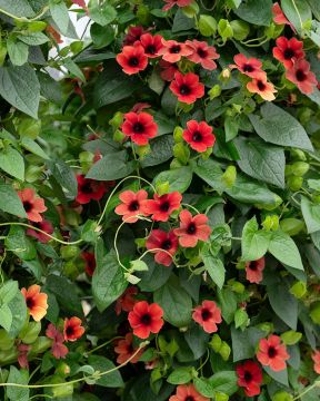 Mustasilmäsusanna Cherry