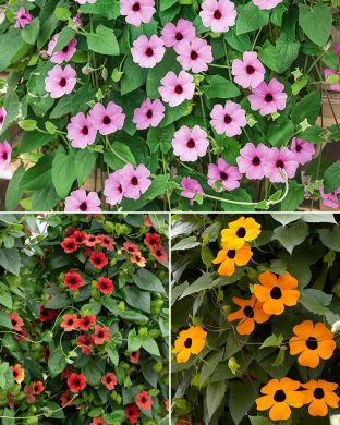 Mustasilmäsusanna mix 3 kpl