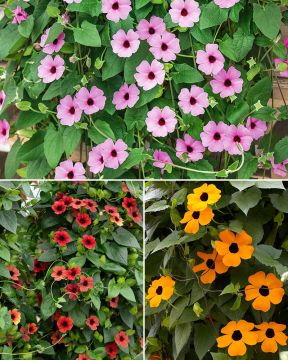 Mustasilmäsusanna mix 3 kpl