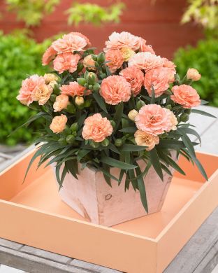 Tarhaneilikka Luigi 3 kpl