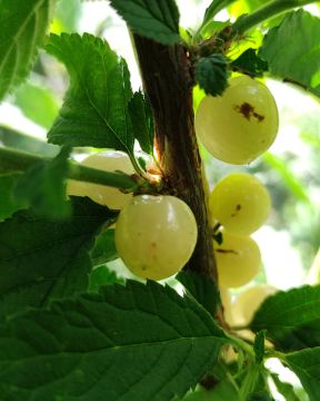 Nukkakirsikka Lumikki