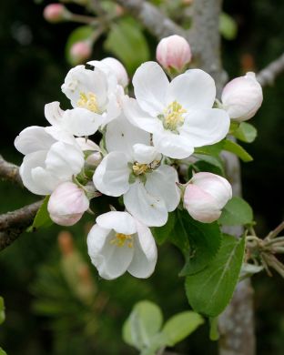 Pilariomenapuu Medoc