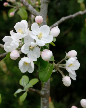 Pilariomenapuu Punainen Helminauha