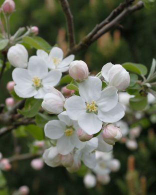 Kesäomena Valkeakuulas