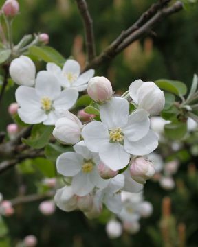 Pilariomenapuu mix 2 kpl