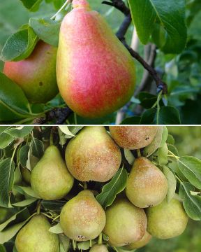 Päärynä mix 2 kpl