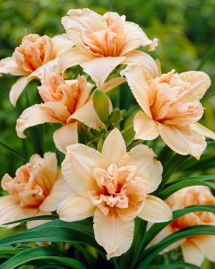 Päivänlilja Double Dream 3 kpl